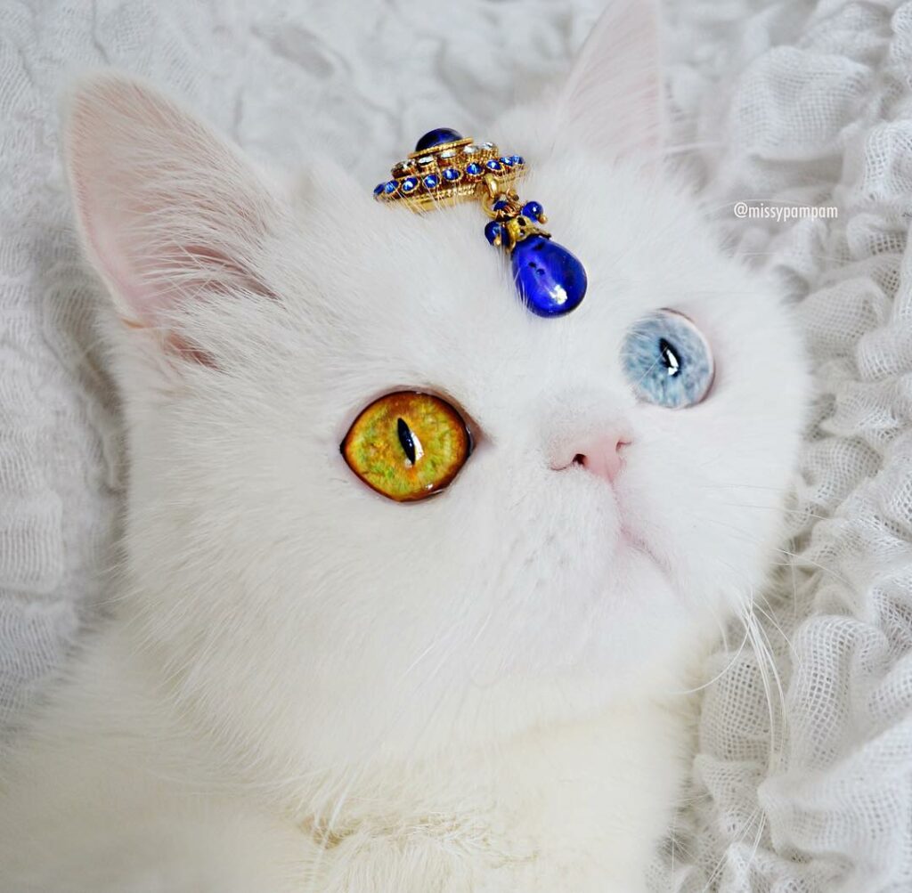 This Heterochromatic Cat Has More Instagram Followers Than You Do 11