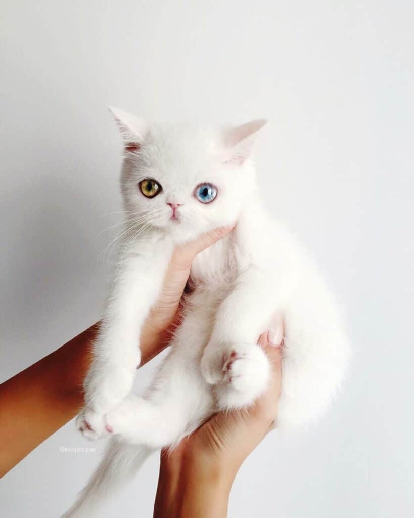 This Heterochromatic Cat Has More Instagram Followers Than You Do 2