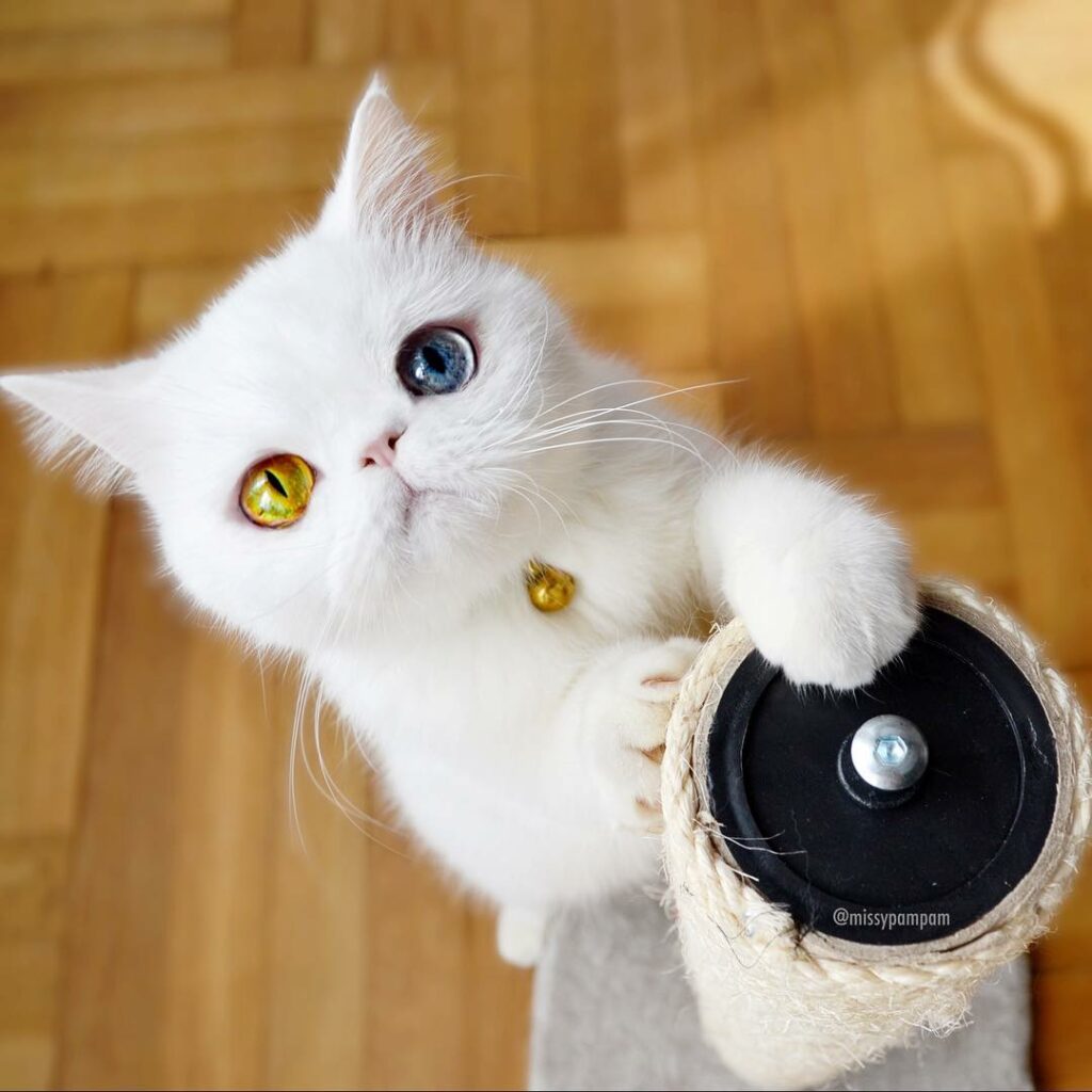 This Heterochromatic Cat Has More Instagram Followers Than You Do 4