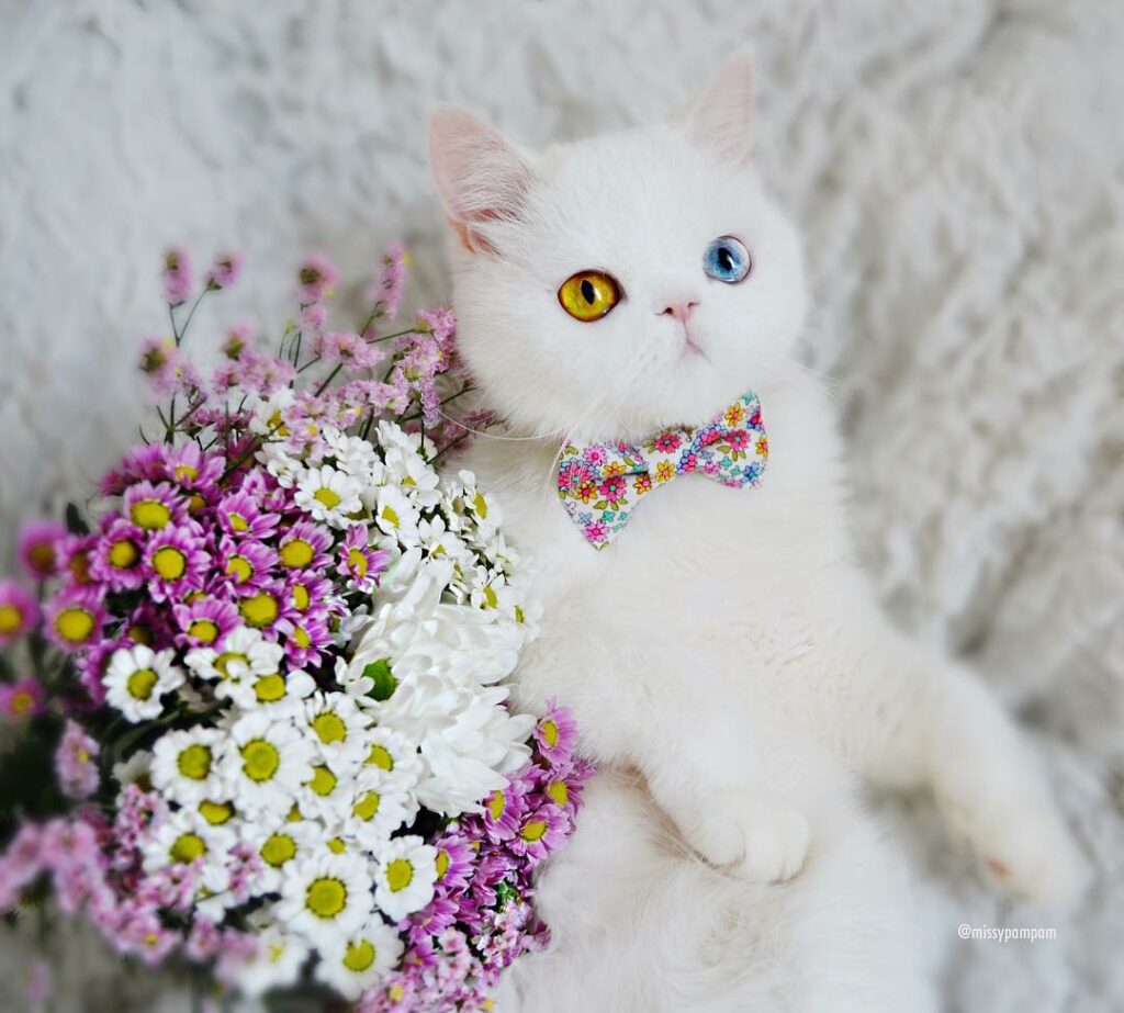 This Heterochromatic Cat Has More Instagram Followers Than You Do 6