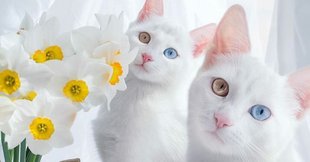 This Heterochromatic Cat Has More Instagram Followers Than You Do 8