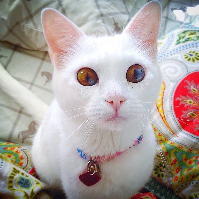 This Heterochromatic Cat Has More Instagram Followers Than You Do 10