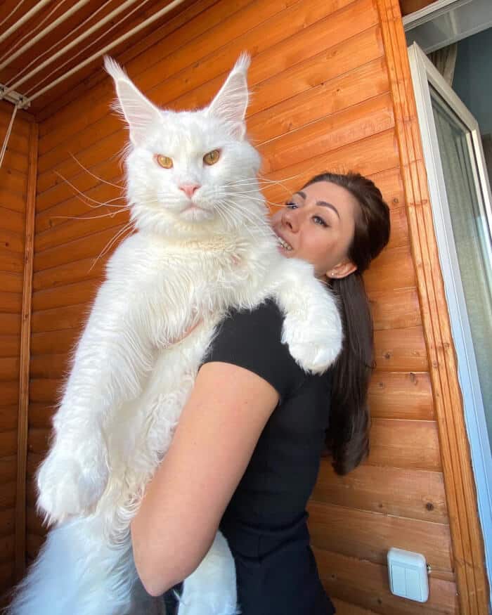 This Maine Coon Kitten who is less than two years old and weighs 28 pounds is oftenly mistaken as a dog 2