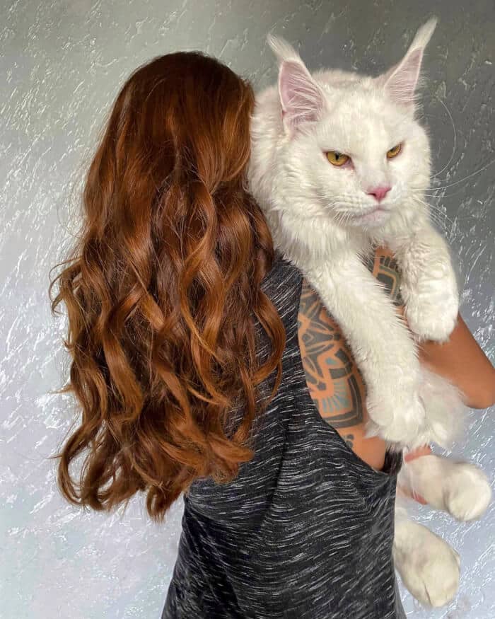 This Maine Coon Kitten who is less than two years old and weighs 28 pounds is oftenly mistaken as a dog 3