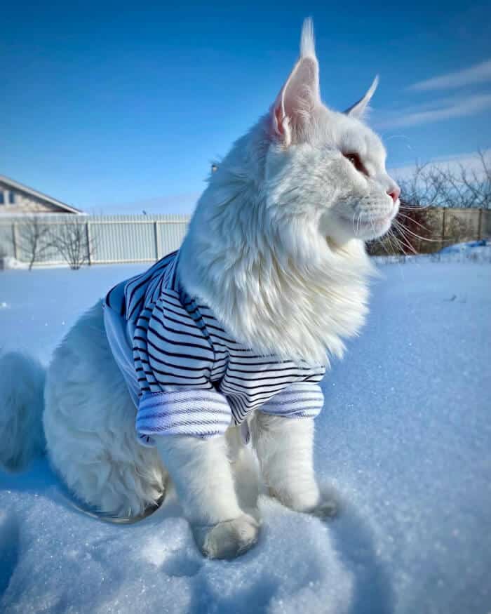 This Maine Coon Kitten who is less than two years old and weighs 28 pounds is oftenly mistaken as a dog 6