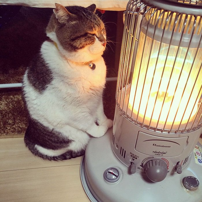 This cat won't be leaving the heater's side anytime soon 1