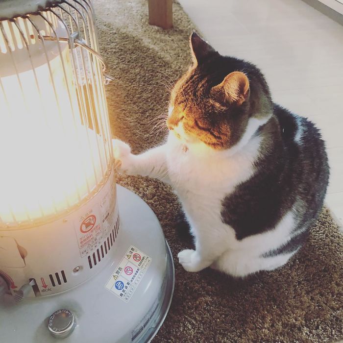 This cat won't be leaving the heater's side anytime soon 2