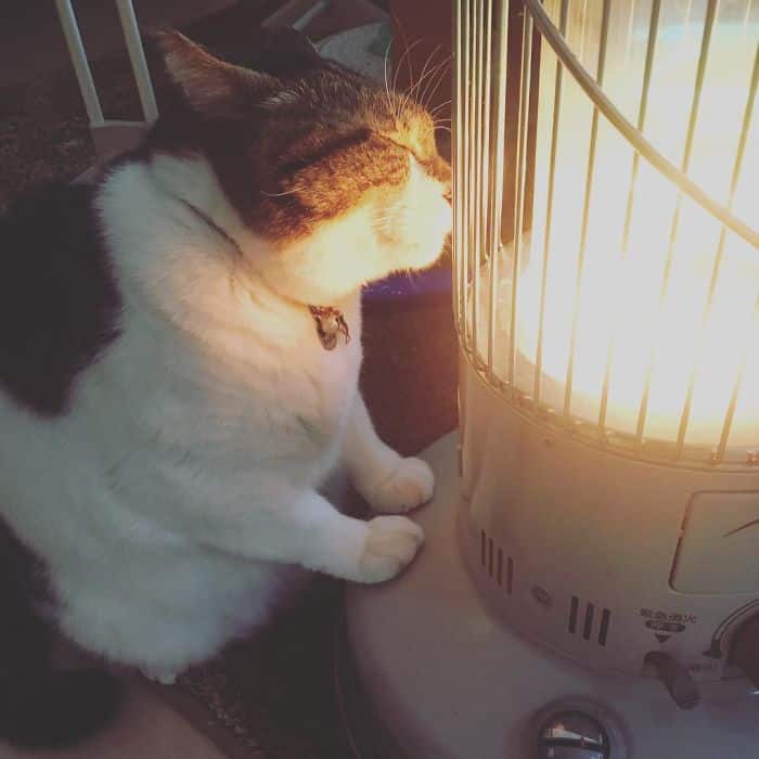 This cat won't be leaving the heater's side anytime soon 3