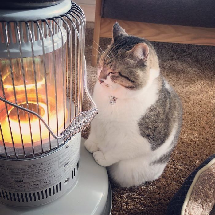 This cat won't be leaving the heater's side anytime soon 4