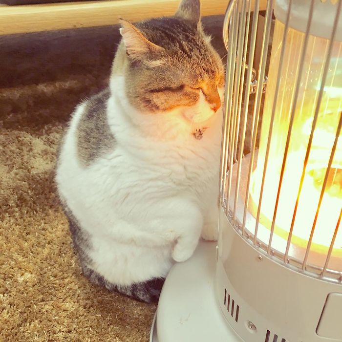 This cat won't be leaving the heater's side anytime soon 5