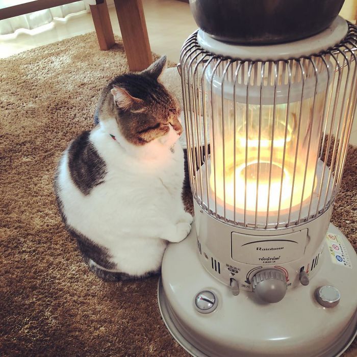 This cat won't be leaving the heater's side anytime soon 7