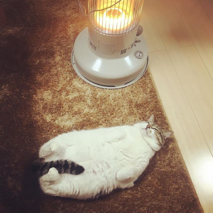 This cat won't be leaving the heater's side anytime soon 8