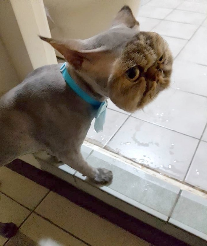 This is how the cat looks when it returns from the groomer 2