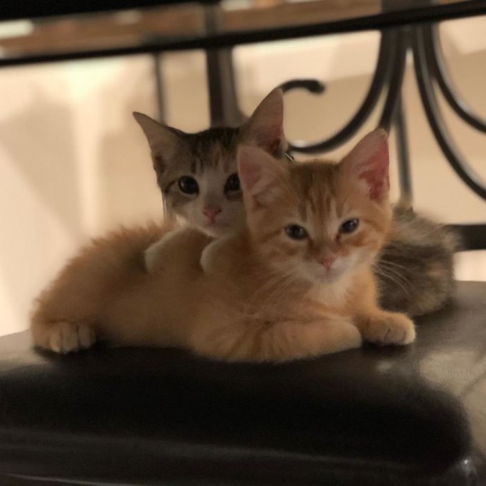 To boost employee morale the company adopts two office kittens (debit and credit) 1