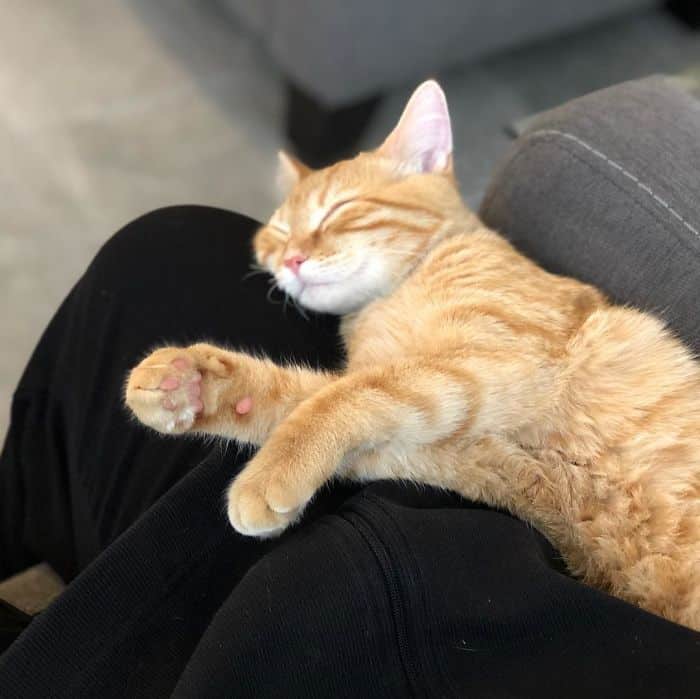 To boost employee morale the company adopts two office kittens (debit and credit) 11