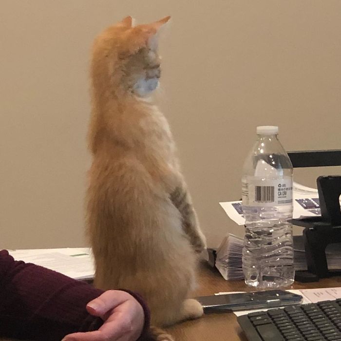 To boost employee morale the company adopts two office kittens (debit and credit) 12