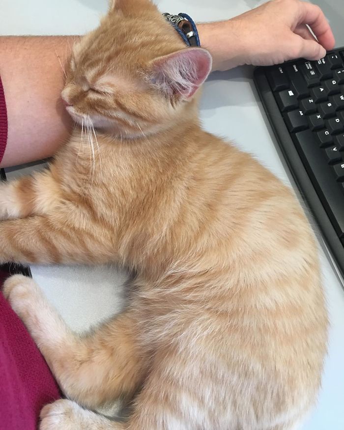 To boost employee morale the company adopts two office kittens (debit and credit) 6