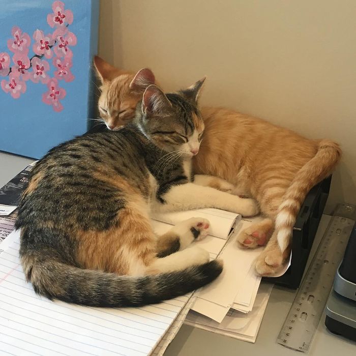 To boost employee morale the company adopts two office kittens (debit and credit) 7