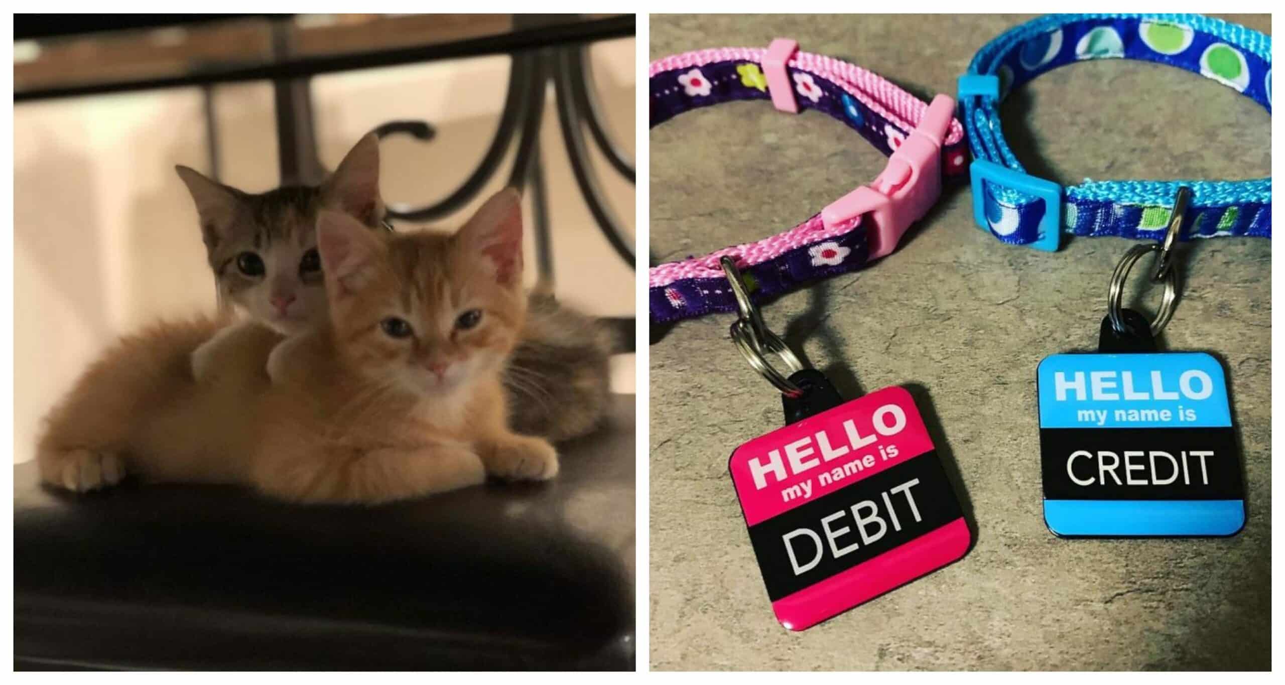 To boost employee morale the company adopts two office kittens (debit and credit)