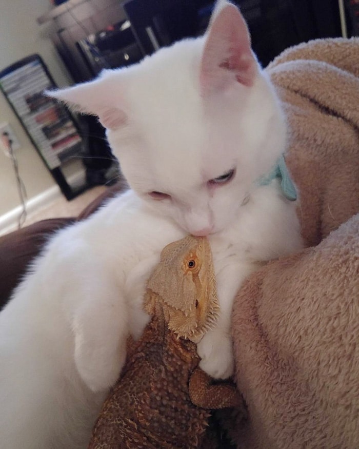 Two Extremely Unlikely Best Friends Dragon and Cat 1