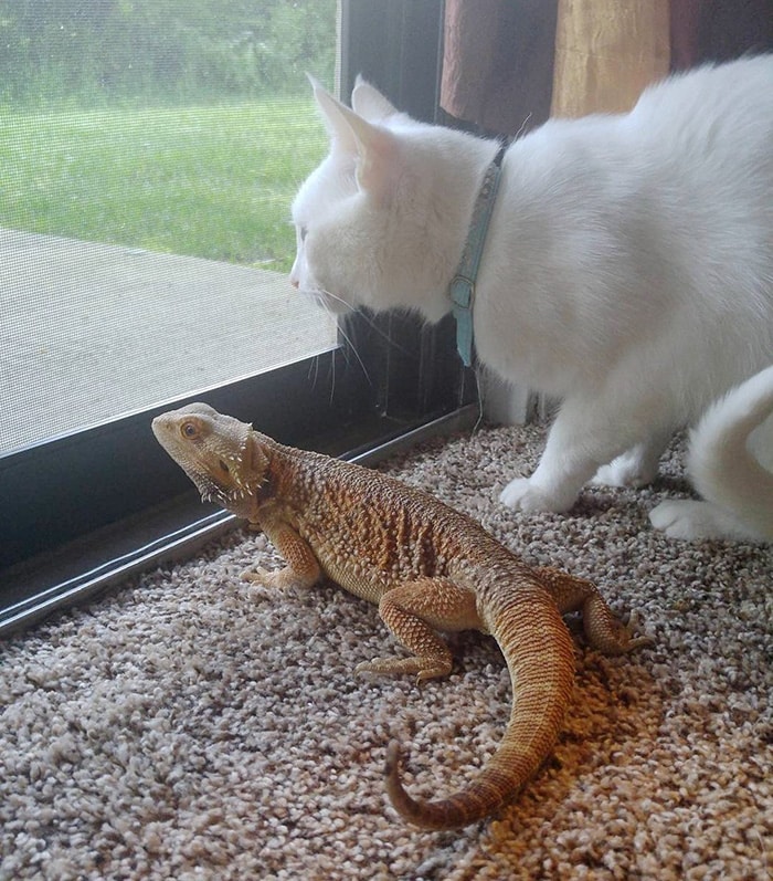 Two Extremely Unlikely Best Friends Dragon and Cat 3