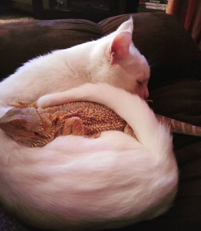 Two Extremely Unlikely Best Friends Dragon and Cat 4