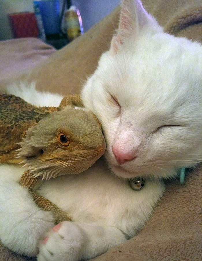 Two Extremely Unlikely Best Friends Dragon and Cat 5