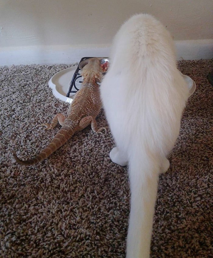 Two Extremely Unlikely Best Friends Dragon and Cat 7