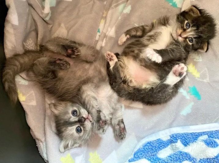 Two kittens were saved and developed a lifelong bond 1