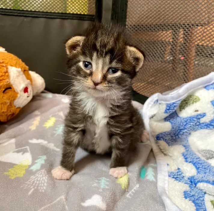 Two kittens were saved and developed a lifelong bond 4