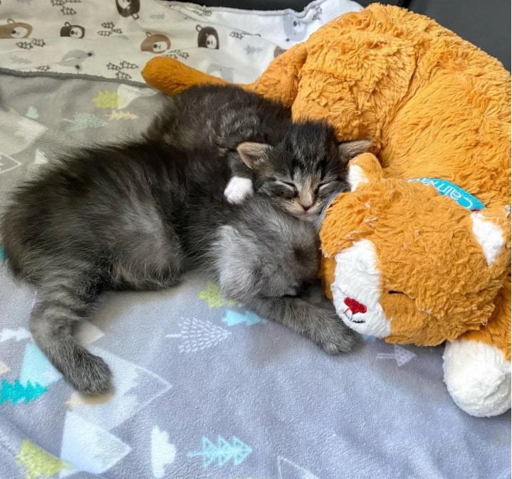 Two kittens were saved and developed a lifelong bond 5