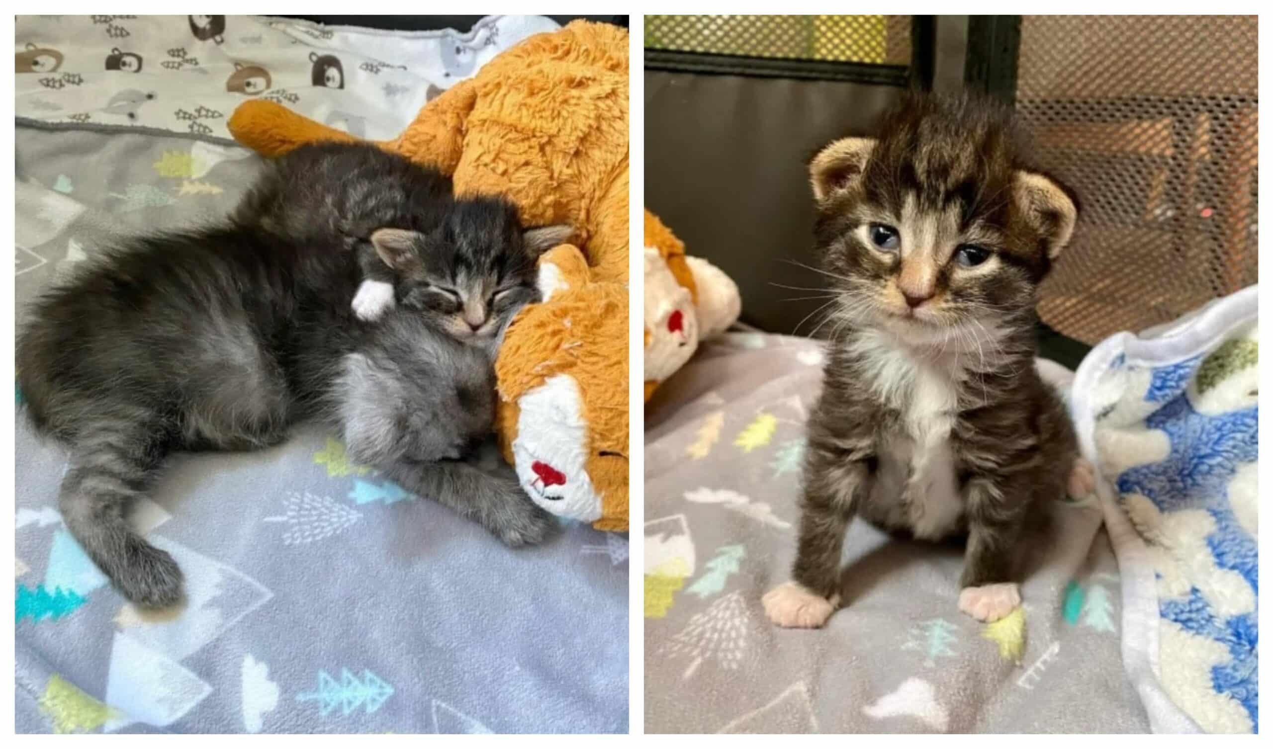 Two kittens were saved and developed a lifelong bond