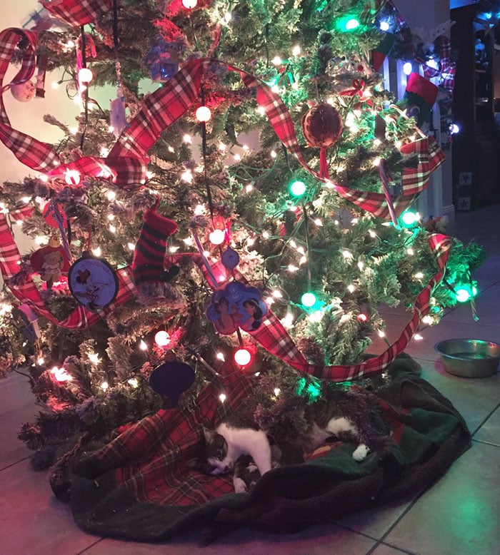 Under a Christmas tree a rescued cat unexpectedly gave birth 1