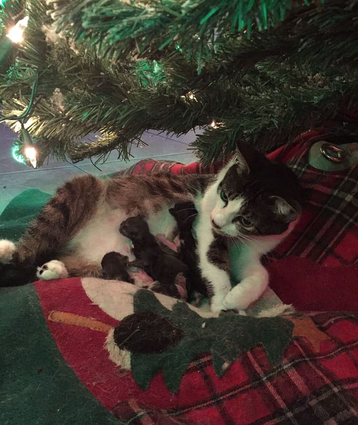 Under a Christmas tree a rescued cat unexpectedly gave birth 2