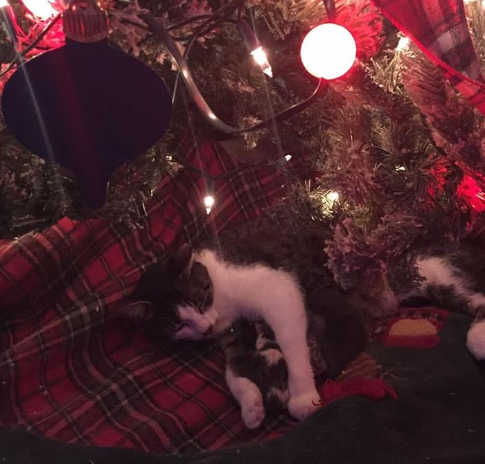 Under a Christmas tree a rescued cat unexpectedly gave birth 3