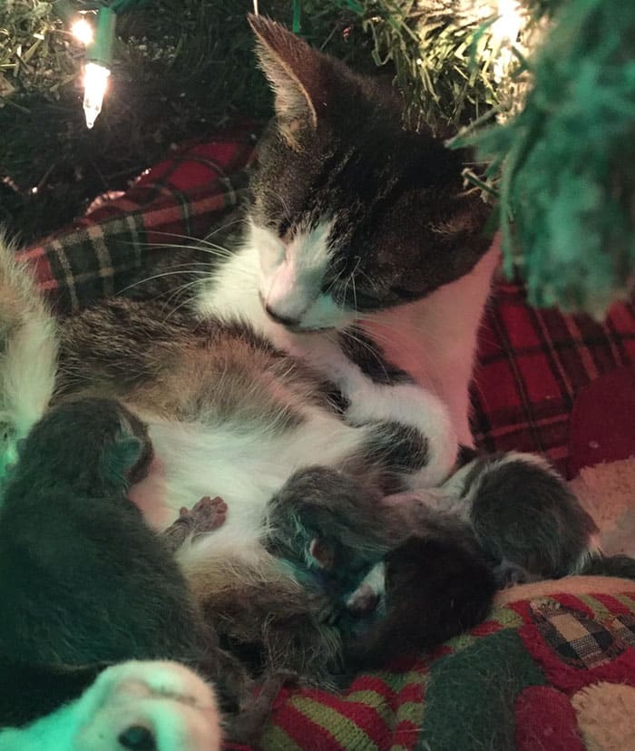 Under a Christmas tree a rescued cat unexpectedly gave birth 5