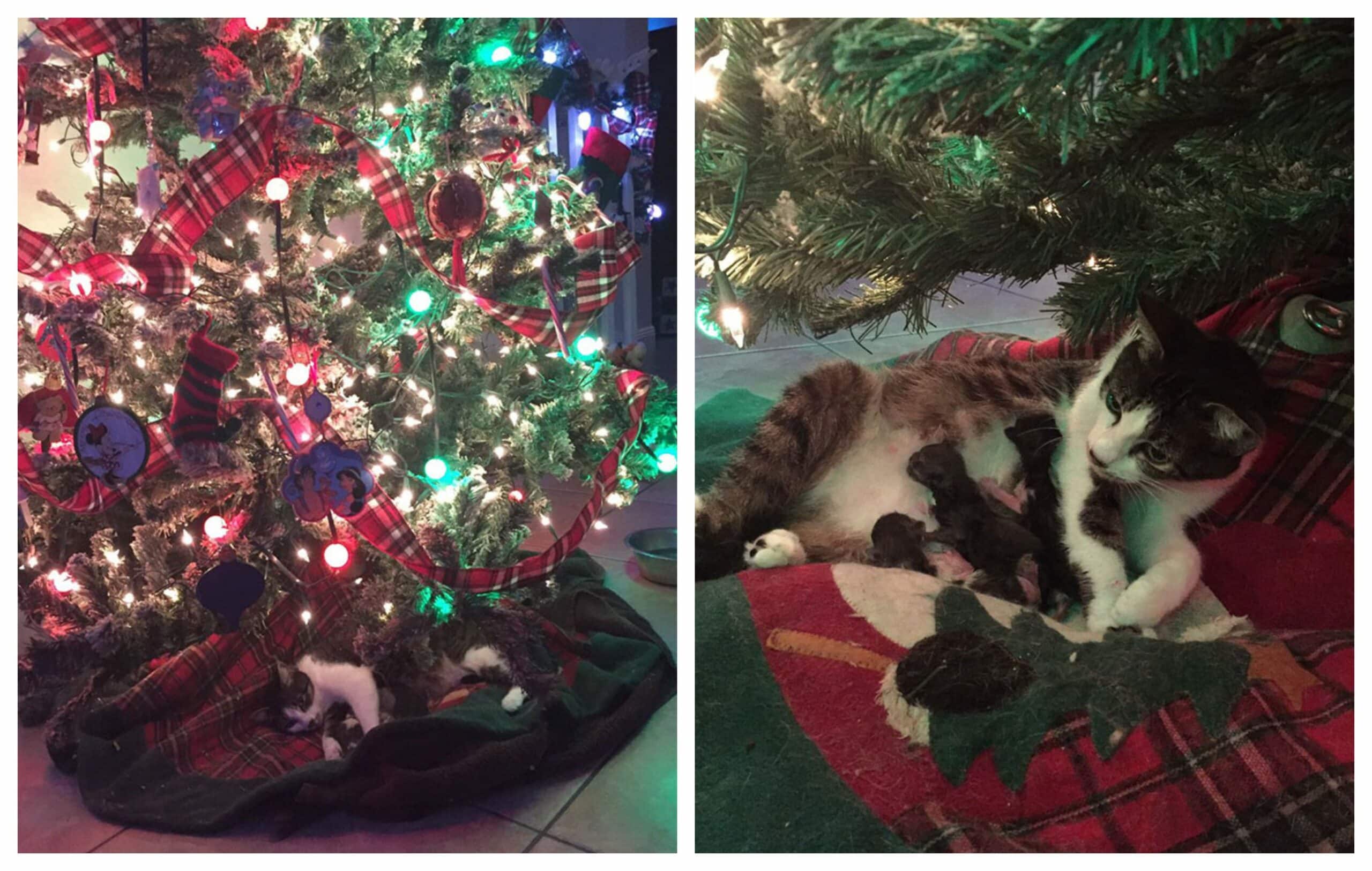 Under a Christmas tree a rescued cat unexpectedly gave birth