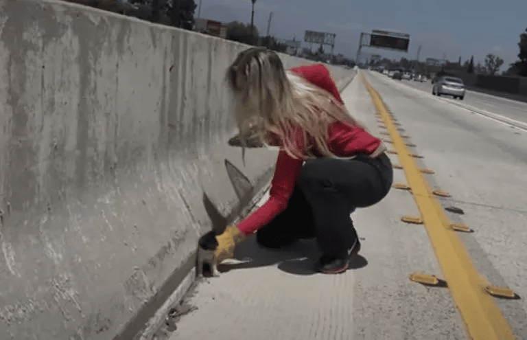 What Kind of Person Throws a Kitten Across the Freeway 2