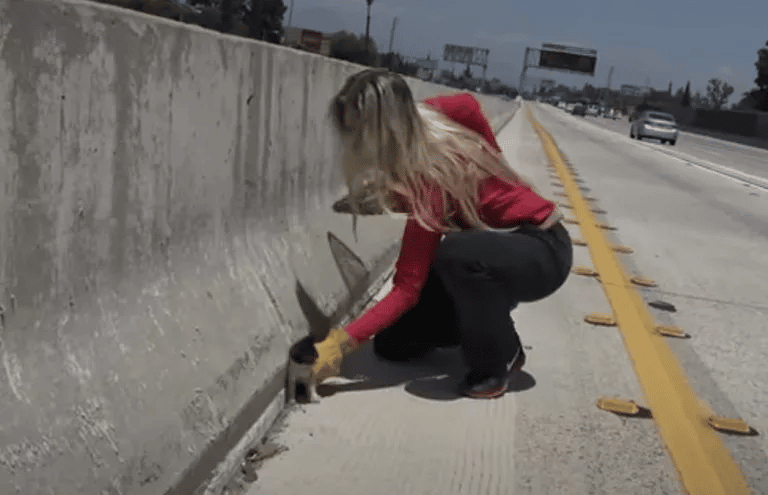 What Kind of Person Throws a Kitten Across the Freeway?