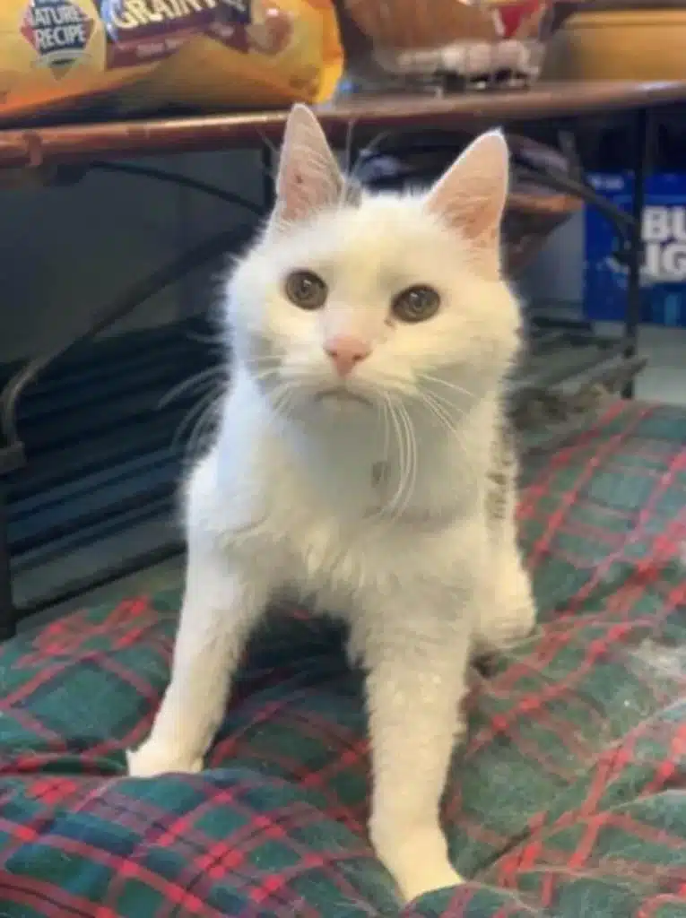 When a 101-year-old woman adopts the oldest cat in the shelter it's a match made in heaven 1