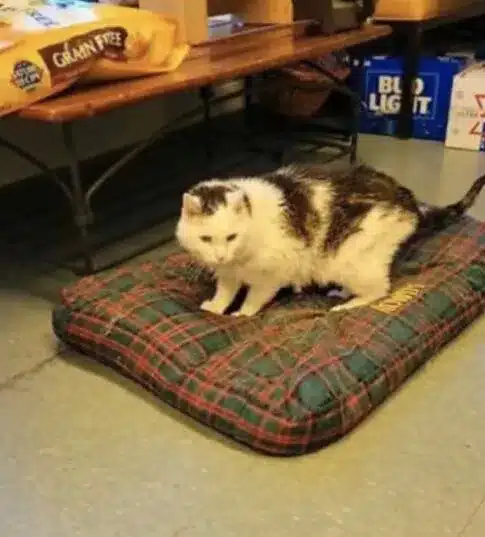 When a 101-year-old woman adopts the oldest cat in the shelter it's a match made in heaven 2