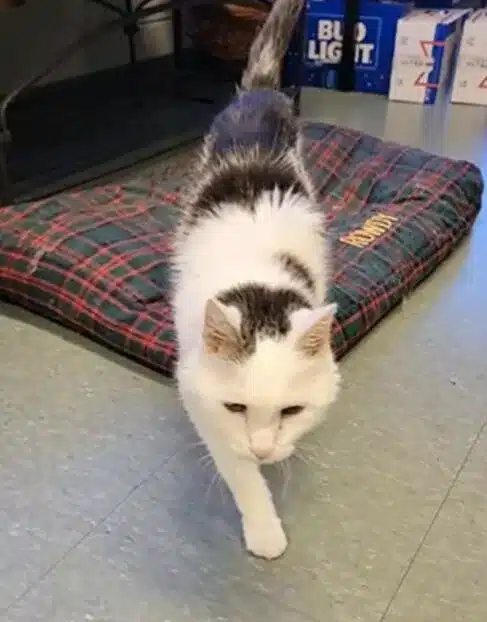 When a 101-year-old woman adopts the oldest cat in the shelter it's a match made in heaven 3