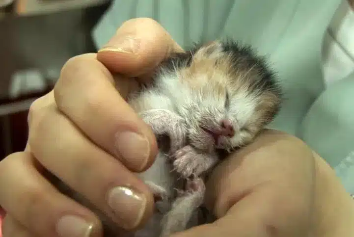 When a cat with lost kittens meets an abandoned kitten she cries 5