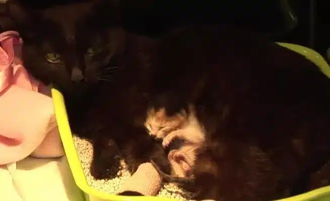 When a cat with lost kittens meets an abandoned kitten she cries 6