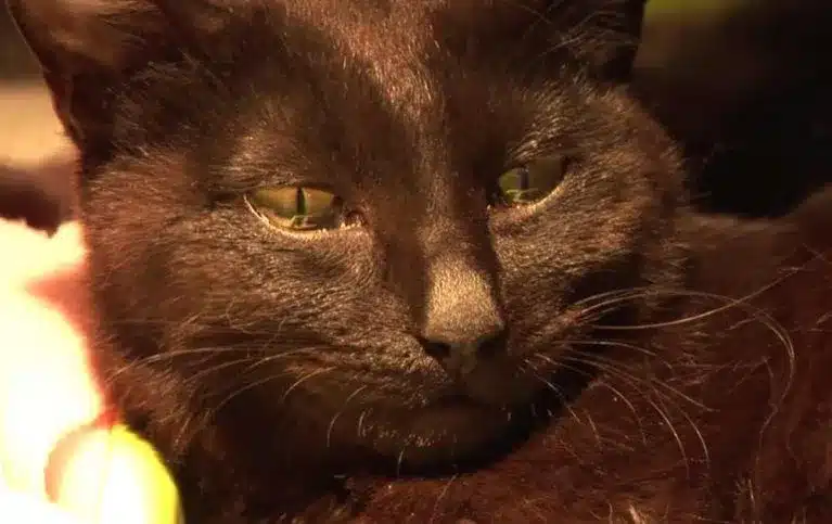 When a cat with lost kittens meets an abandoned kitten she cries 7