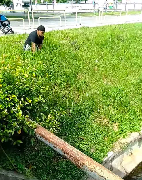 When a kitten gets stuck in a drain a disabled man risks his life by getting out of his wheelchair to rescue it 1