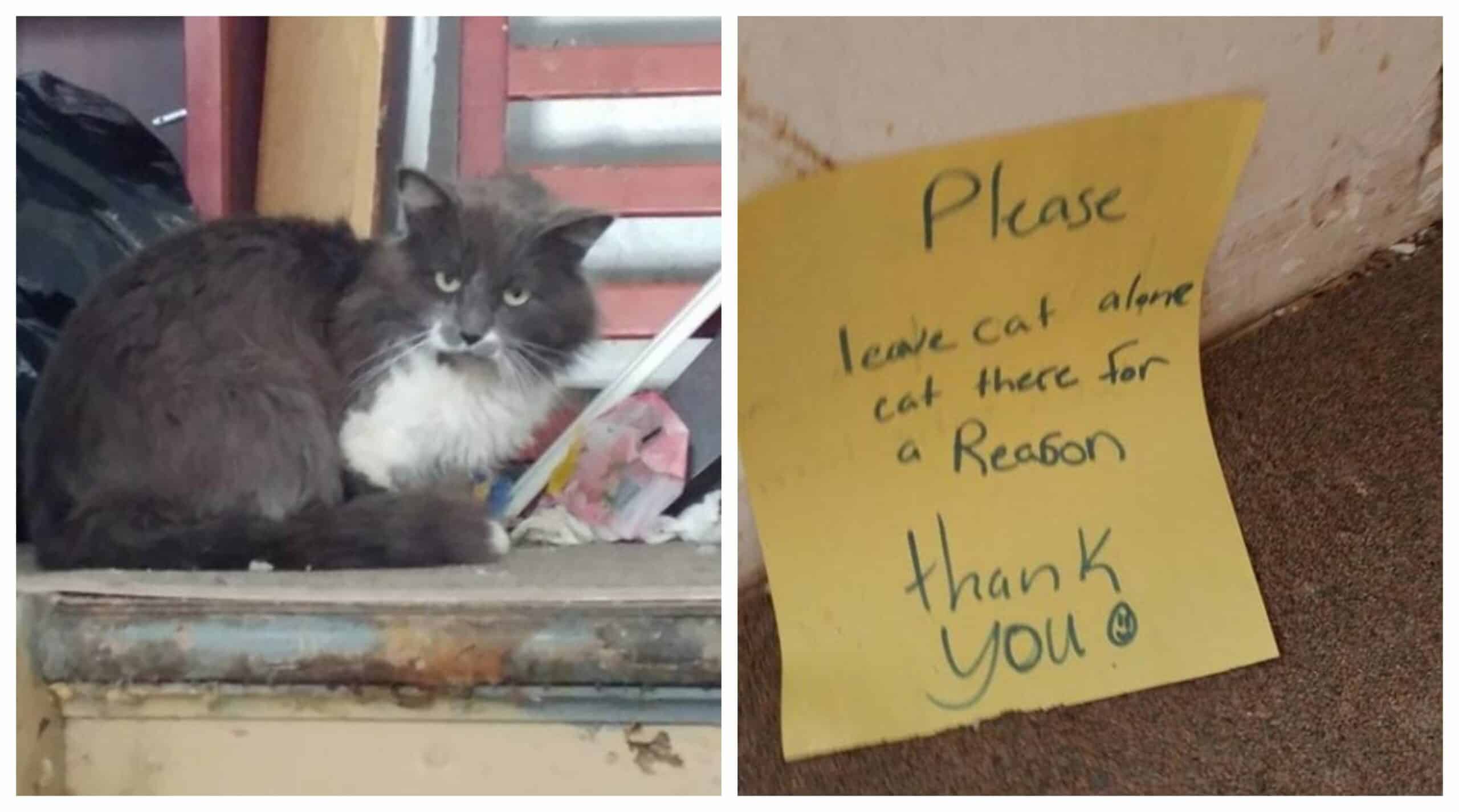 When a man discovered a lonely cat in the cold