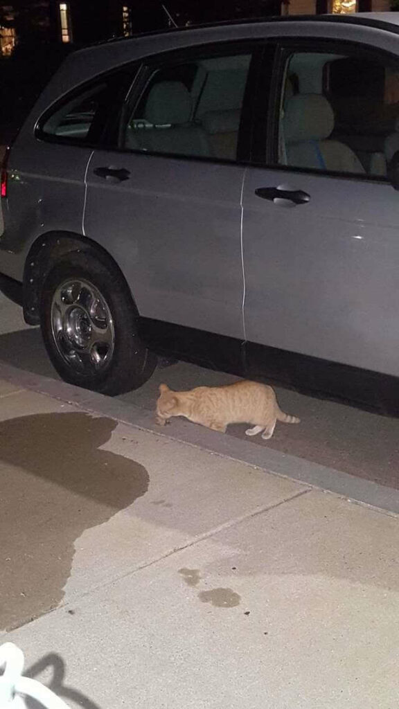 When a tough street cat meets the right people she shows the sweetest personality 1