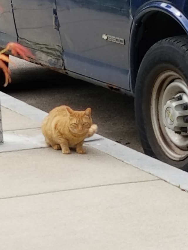 When a tough street cat meets the right people she shows the sweetest personality 2