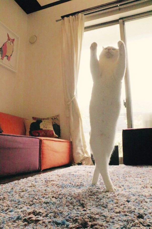 When left alone this cat performs beautiful ballet dances 1